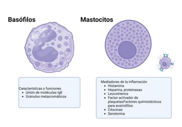 ¿Qué son los basófilos altos en la sangre