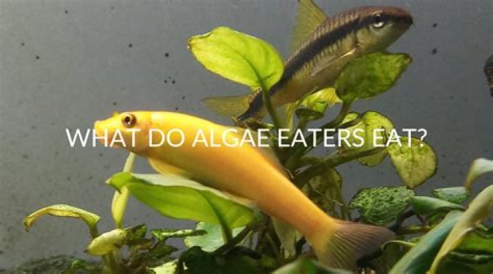 Question: Can Algae Eaters Eat Normal Fish Food