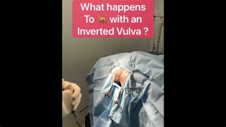 Question: How Much Is Dog Vulva Surgery