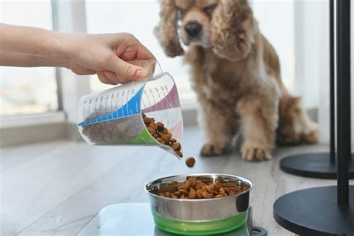 Question: How To Keep Bugs Out Of Dry Dog Food