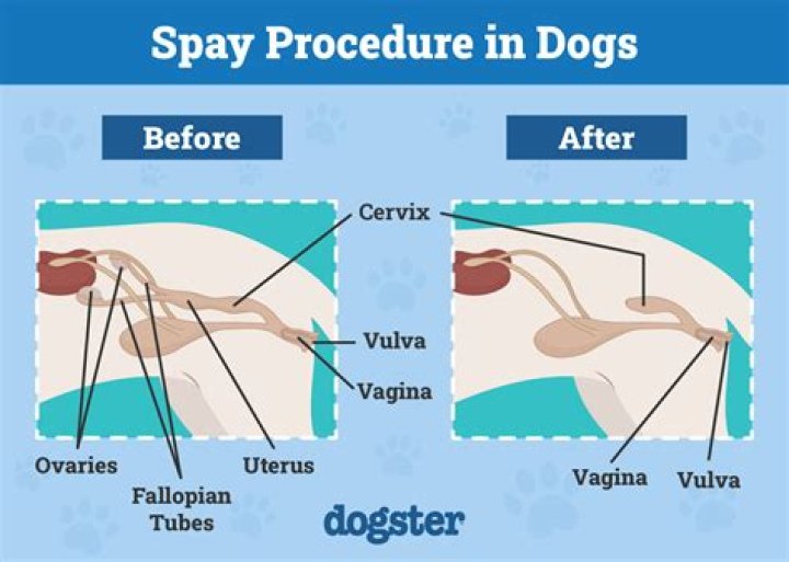 Question: How To Take A Female Dogs Virginity