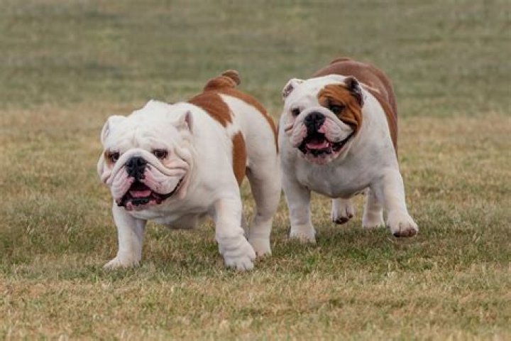 Question: How To Take English Bulldog On Hikes