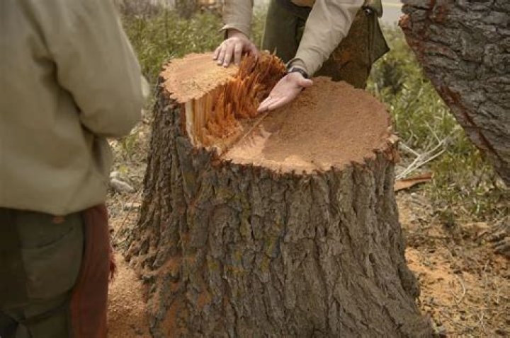 Question: What Kills Tree Stumps