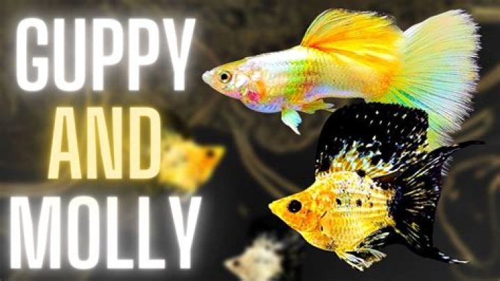 Quick Answer: Can Discus Fish Go With Guppies