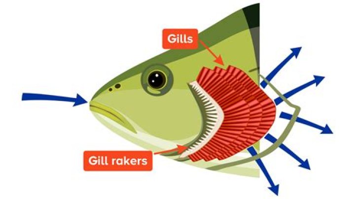 Quick Answer: Can Fish Gills Heal