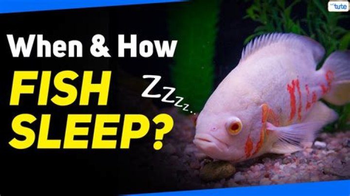 Quick Answer: Can Fish Sleep With Their Eyes Open