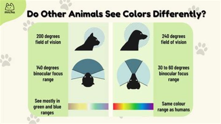 Quick Answer: Do Cats And Dogs See Spirits