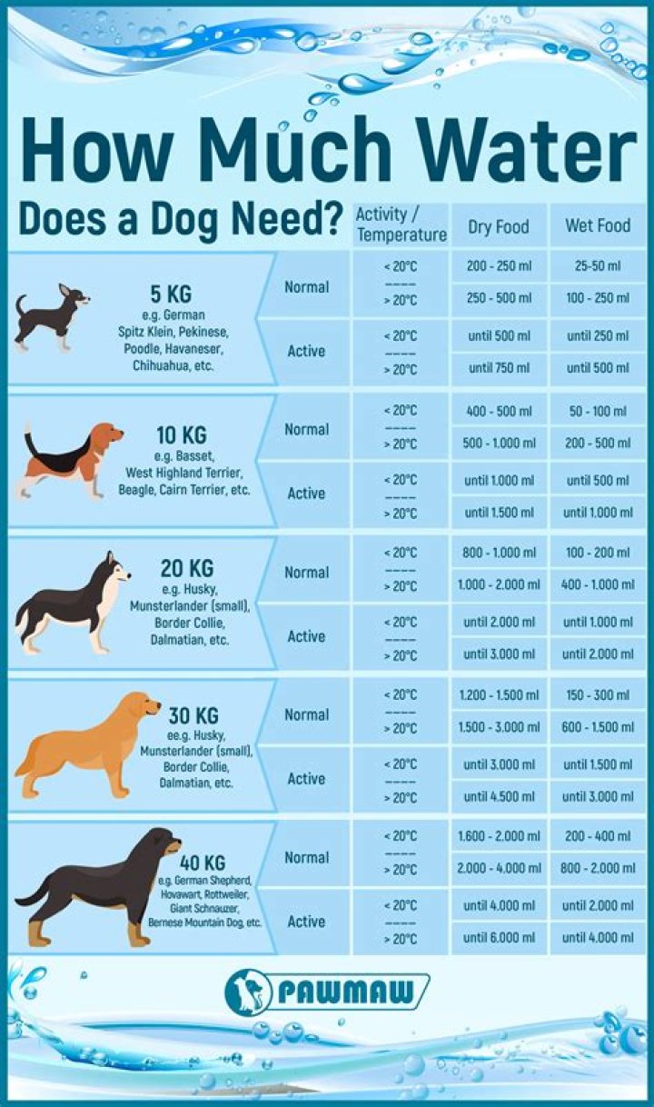 Quick Answer: Do Dogs Drink A Lot Of Water Before They Die