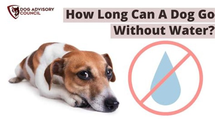 Quick Answer: How Long Can A Dog Go Without Blinking