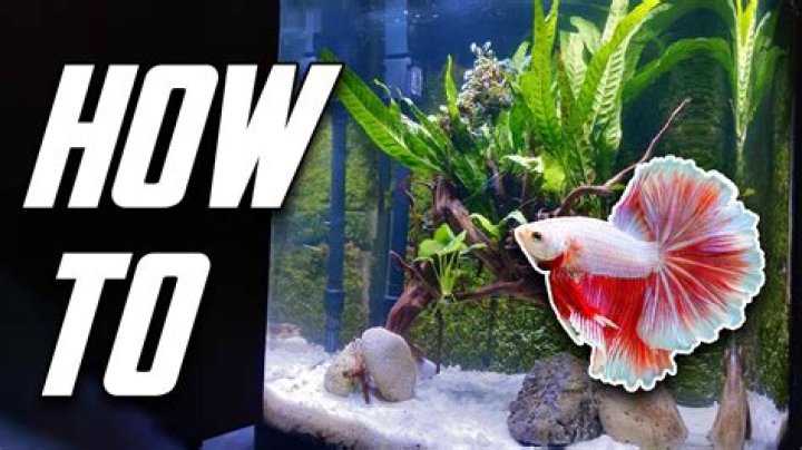 Quick Answer: How Much Space For A Betta Fish