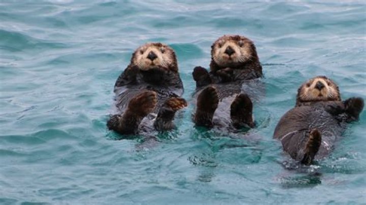 Quick Answer: Where Can I Swim With Otters In Florida