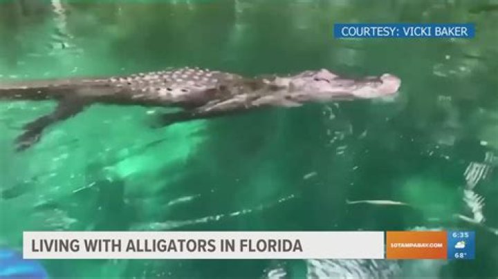 Quick Answer: Where To See Alligators In Pensacola