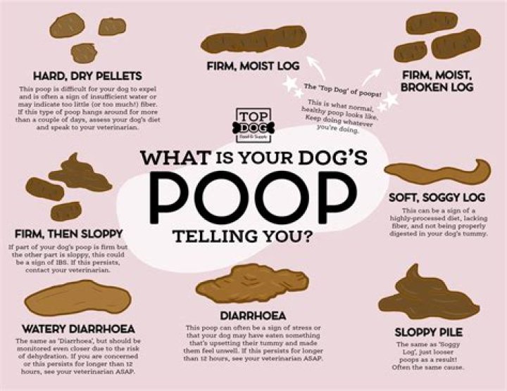 Quick Answer: Why Do Rolly Pollies Like Dog Poop