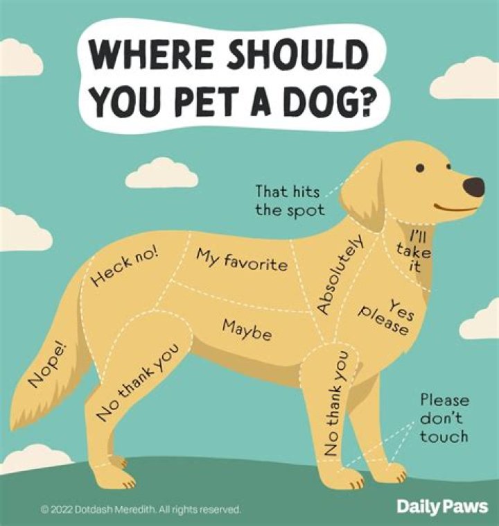 Quick Answer: Why Does My Dog Chew His Toys On Me