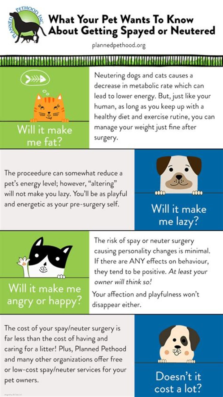 Quick Answer: Will Neutering Your Dog Stunt His Growth