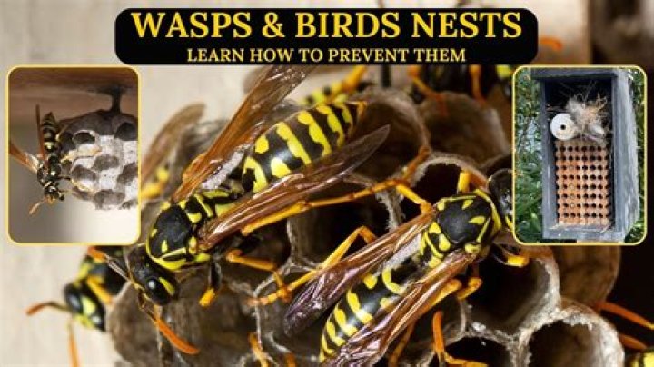 Should we kill wasps