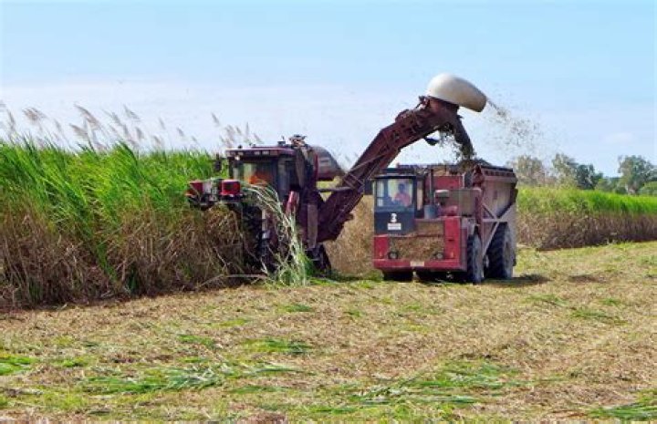 Sugarcane harvester - How To Discuss