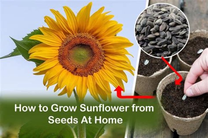 Sunflower flower - How To Discuss