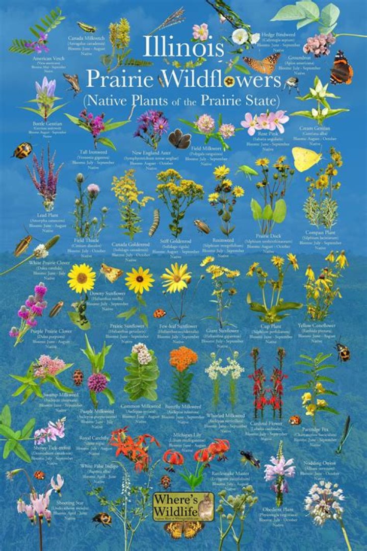 Types of wildflowers - How To Discuss
