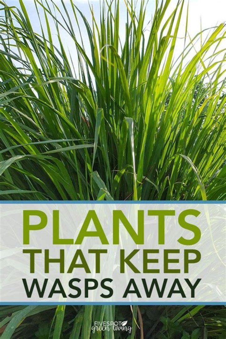 Wasp repellent plants - How To Discuss