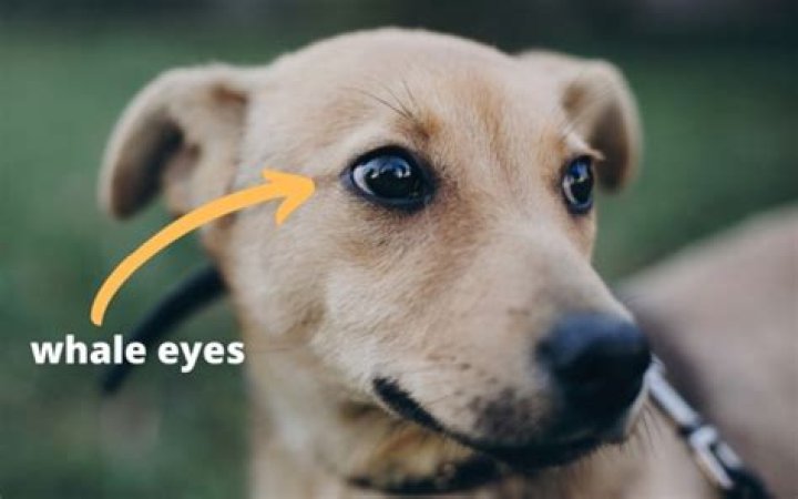Whale Eye Dog - How To Discuss