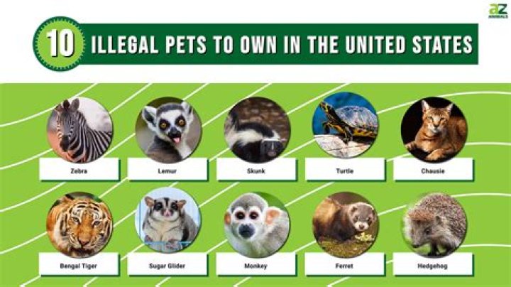 What animals are legal to own in New York state