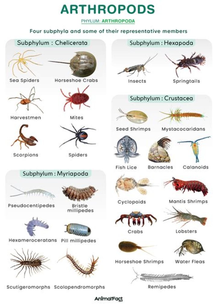 What are 3 groups of arthropods