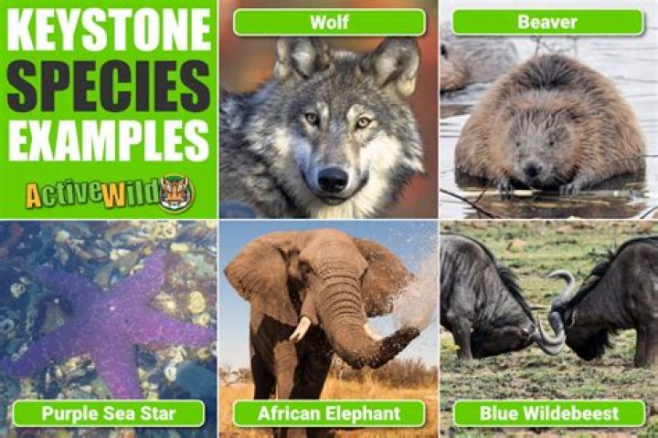 What are keystone species examples