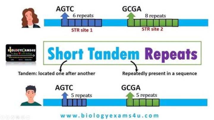 What are short tandem repeats and why are they important