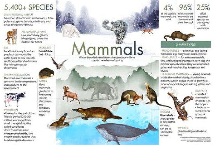 What are some cool mammals