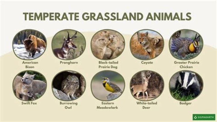What are some endangered species in the temperate grasslands