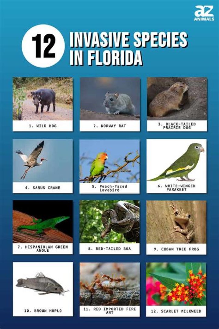 What are some invasive species in Florida