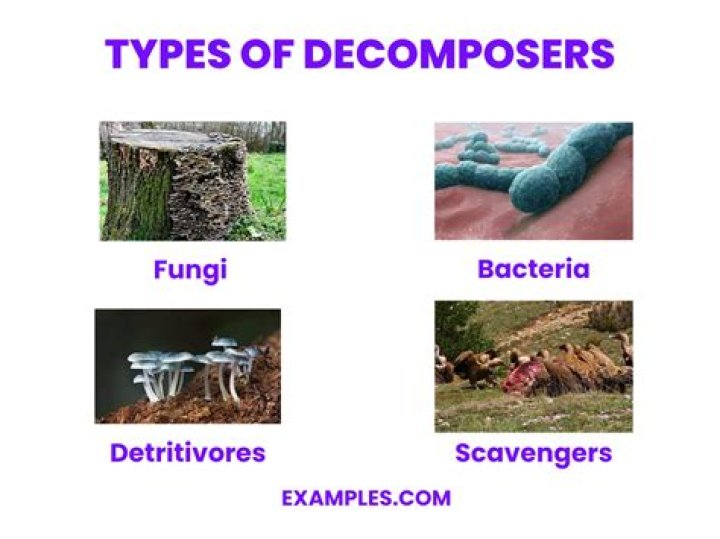 What are the 4 types of decomposers