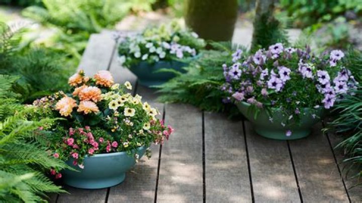 What are the best plants for planters