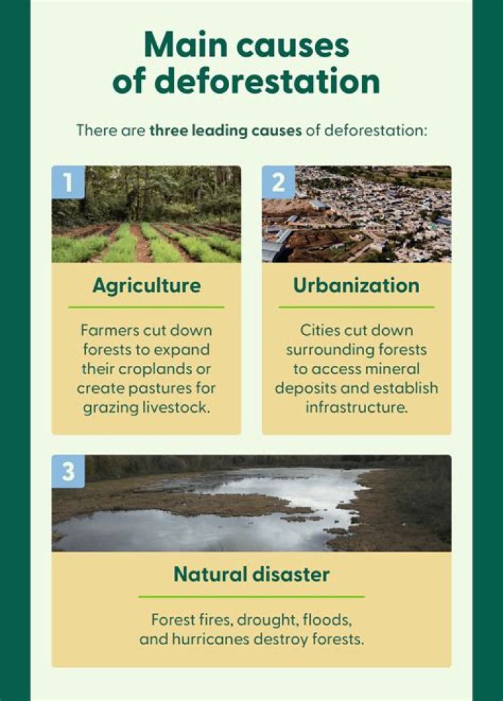 What are the causes of deforestation in the rainforest