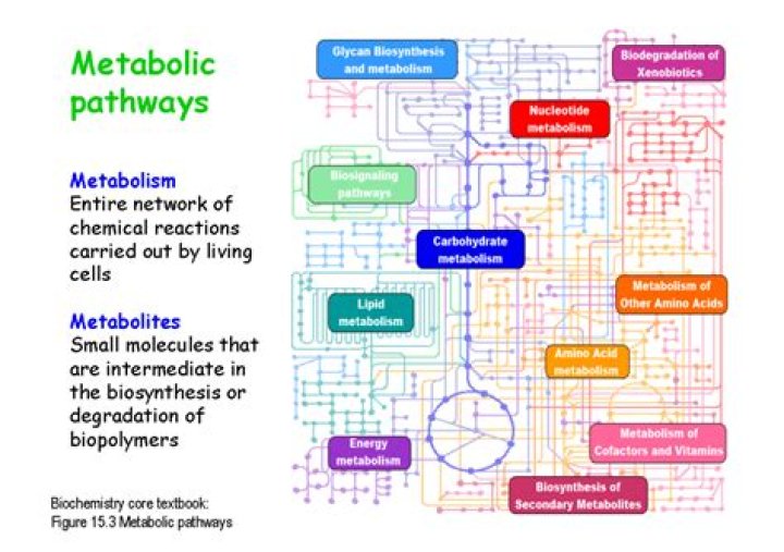 What are the central pathways to metabolism