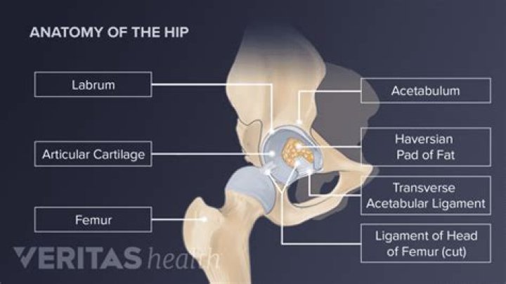What are the components of the hip joint
