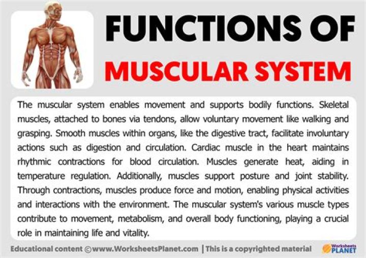 What are the functions of muscle