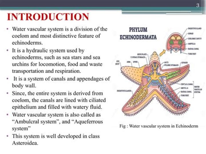What are the functions of the water vascular system in echinoderms