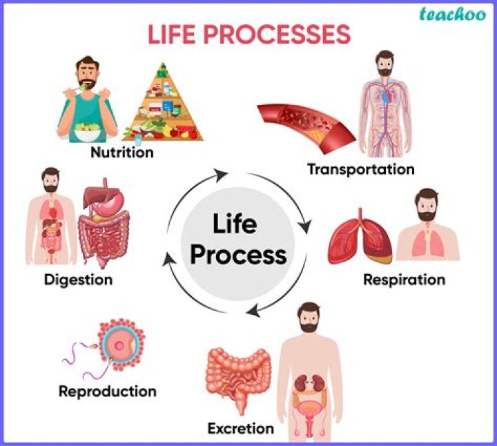 What are the important life processes in living organisms