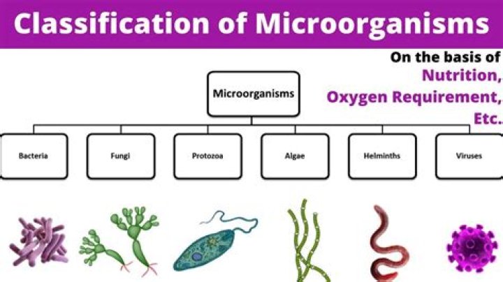 What are the major group of microorganism