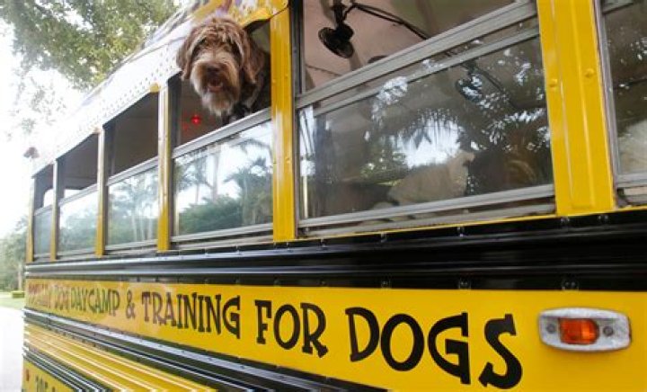 What are the mirrors on a school bus called