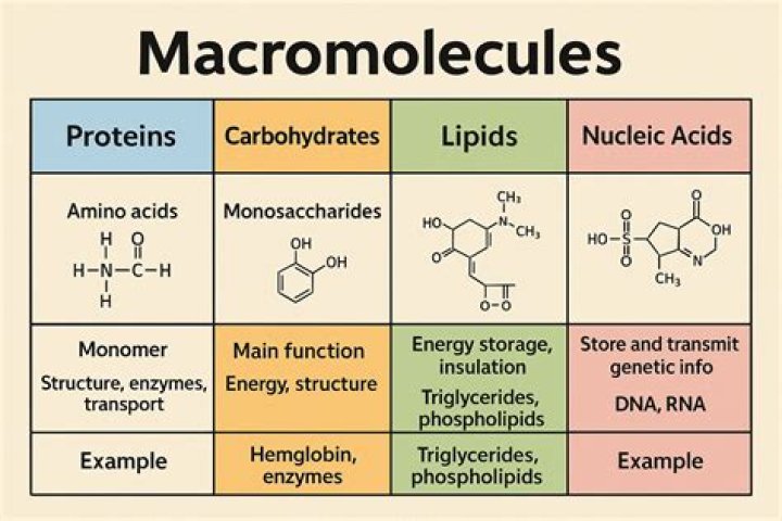 What are the monomers found in nucleic acids