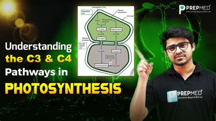 What are the properties of c3 and c4 photosynthetic pathways