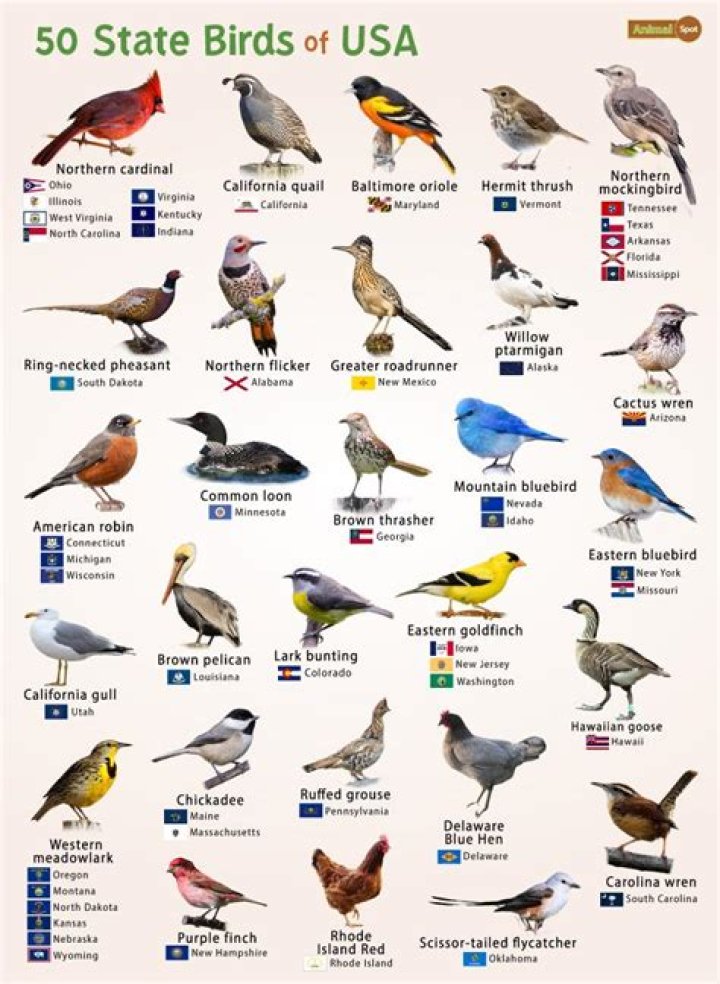 What are the state birds for all 50 states