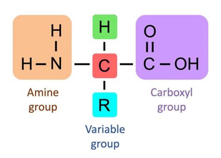 What are the three amino alcohols found in Glycerophospholipids