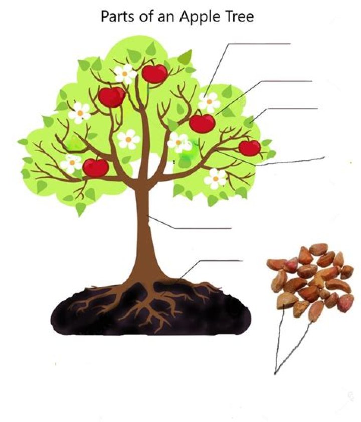 What are the useful parts of apple tree