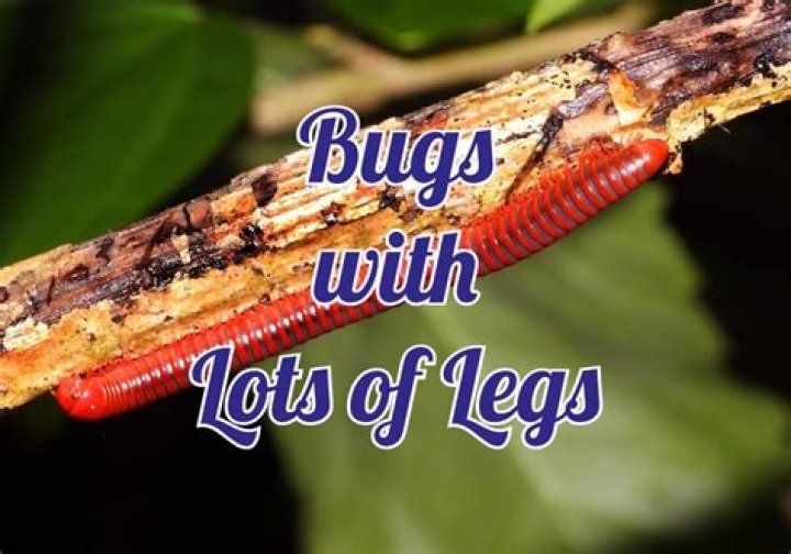 What are those bugs with lots of legs