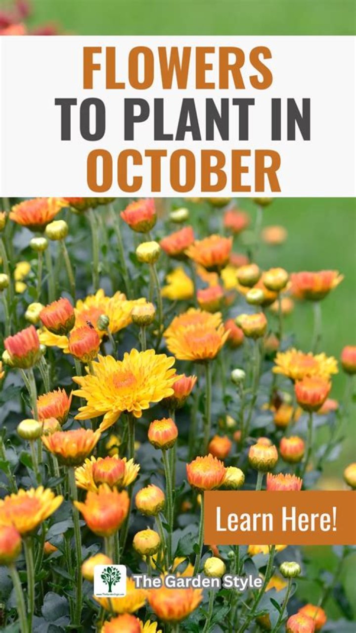 What can I plant in October in Ohio