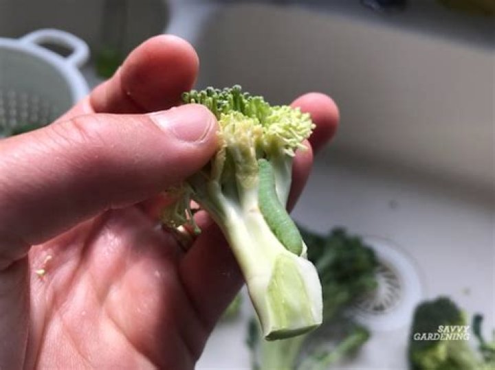 What can I spray on broccoli for bugs